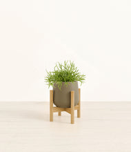 Load image into Gallery viewer, Olive stand:bamboo
