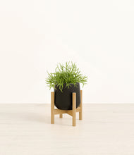 Load image into Gallery viewer, Black stand:bamboo
