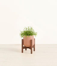 Load image into Gallery viewer, Calm Rose stand:walnut
