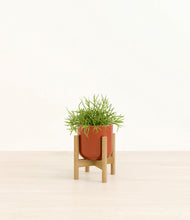 Load image into Gallery viewer, Glossy Red stand:bamboo
