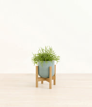 Load image into Gallery viewer, Reactive Aqua stand:bamboo
