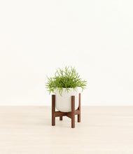 Load image into Gallery viewer, Cotton White stand:walnut
