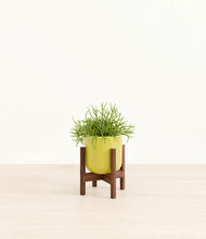 Load image into Gallery viewer, Key Lime Yellow stand:walnut
