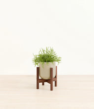 Load image into Gallery viewer, Sage Green stand:walnut
