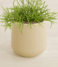 Load image into Gallery viewer, Almond Green stand:all
