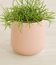 Load image into Gallery viewer, Gentle Pink stand:all
