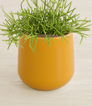 Load image into Gallery viewer, Mustard stand:all
