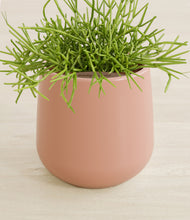 Load image into Gallery viewer, Calm Rose stand:all
