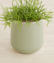 Load image into Gallery viewer, Turquoise stand:all
