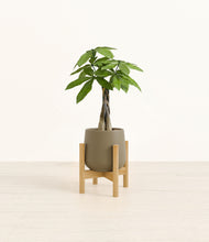 Load image into Gallery viewer, Olive stand:bamboo
