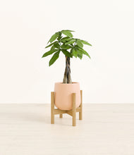 Load image into Gallery viewer, Gentle Pink stand:bamboo
