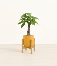 Load image into Gallery viewer, Mustard stand:bamboo
