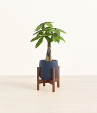 Load image into Gallery viewer, Deep Navy stand:walnut
