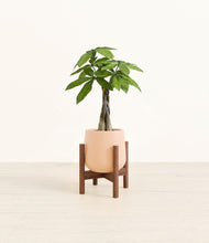 Load image into Gallery viewer, Gentle Pink stand:walnut
