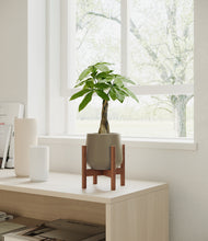 Load image into Gallery viewer, Olive stand:walnut
