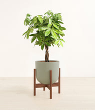 Load image into Gallery viewer, Sage Green stand:walnut
