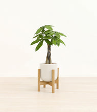 Load image into Gallery viewer, Cotton White stand:bamboo
