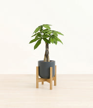 Load image into Gallery viewer, Iron Gray stand:bamboo
