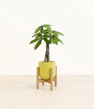 Load image into Gallery viewer, Key Lime Yellow stand:bamboo
