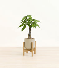 Load image into Gallery viewer, Sage Green stand:bamboo
