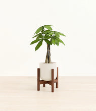 Load image into Gallery viewer, Cotton White stand:walnut
