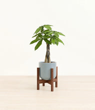 Load image into Gallery viewer, Misty Blue stand:walnut
