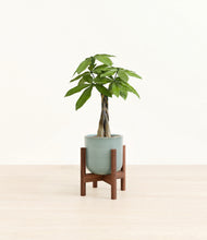 Load image into Gallery viewer, Reactive Aqua stand:walnut
