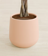 Load image into Gallery viewer, Gentle Pink stand:all
