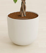 Load image into Gallery viewer, Natural Bamboo stand:all
