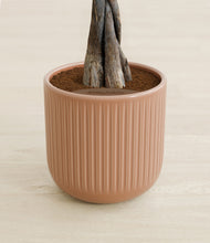 Load image into Gallery viewer, Striped Peach Pink stand:all
