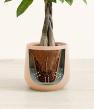 Load image into Gallery viewer, Gentle Pink stand:all
