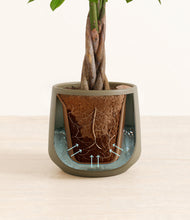 Load image into Gallery viewer, Olive stand:all
