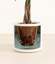 Load image into Gallery viewer, White stand:all
