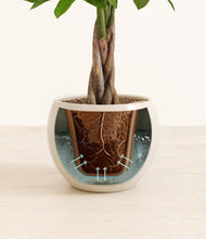 Load image into Gallery viewer, Shiny EggWhite stand:all
