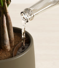 Load image into Gallery viewer, Olive stand:all
