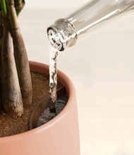 Load image into Gallery viewer, Calm Rose stand:all
