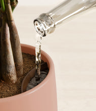 Load image into Gallery viewer, Calm Rose stand:all
