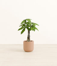 Load image into Gallery viewer, Striped Peach Pink*****Profile
