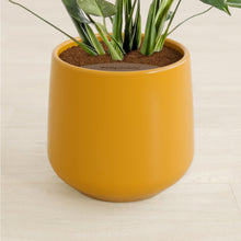 Load image into Gallery viewer, Mustard stand:all
