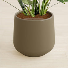 Load image into Gallery viewer, Olive stand:all

