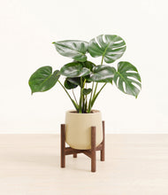 Load image into Gallery viewer, Almond Green stand:dark

