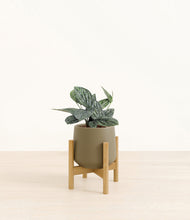Load image into Gallery viewer, Olive stand:bamboo
