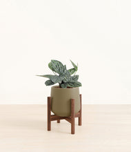 Load image into Gallery viewer, Olive stand:walnut
