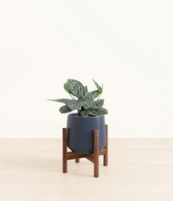 Load image into Gallery viewer, Deep Navy stand:walnut
