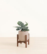 Load image into Gallery viewer, Eternal Gray stand:walnut
