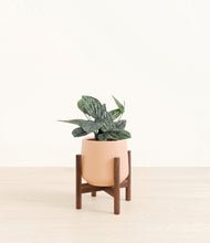 Load image into Gallery viewer, Gentle Pink stand:walnut

