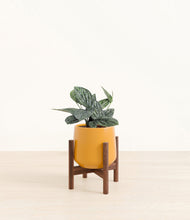 Load image into Gallery viewer, Mustard stand:walnut
