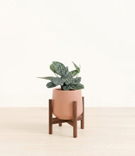Load image into Gallery viewer, Calm Rose stand:walnut
