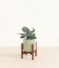 Load image into Gallery viewer, Turquoise stand:walnut
