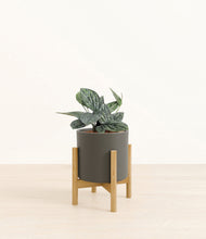 Load image into Gallery viewer, Dark Olive stand:bamboo
